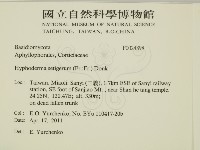 剛毛絲皮菌藏品圖，第2張