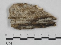 剛毛絲皮菌藏品圖，第1張