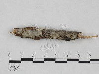 登錄號:F0024900藏品圖，第1張