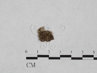 登錄號:F0024902藏品圖，第1張