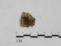 射脈菌屬藏品圖，第1張