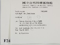 射脈菌屬藏品圖，第2張