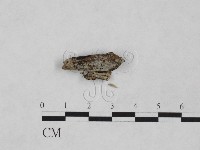 登錄號:F0024906藏品圖，第1張