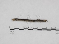 絲皮菌屬藏品圖，第1張