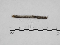 絲皮菌屬藏品圖，第3張