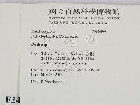 射脈菌屬藏品圖，第2張