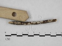 射脈菌屬藏品圖，第3張