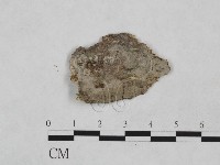 樹脂殼菌屬藏品圖，第1張