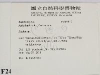 射脈菌屬藏品圖，第2張