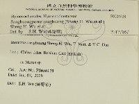 桑黃藏品圖，第2張