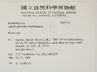 射脈菌屬藏品圖，第2張