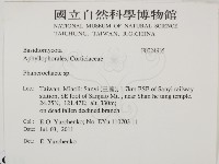 顯絲菌屬藏品圖，第2張