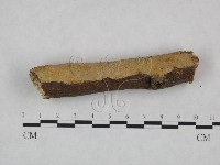 顯絲菌屬藏品圖，第3張