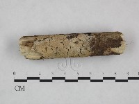 絲皮菌屬藏品圖，第1張