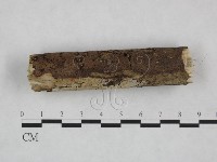 絲皮菌屬藏品圖，第3張