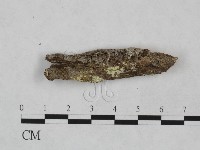 顯絲菌屬藏品圖，第3張