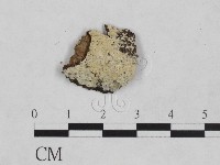 絲皮菌屬藏品圖，第1張
