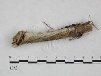 館號:F0024952藏品圖，第3張