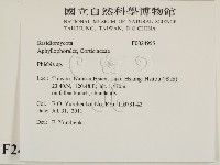 射脈菌屬藏品圖，第2張