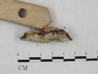 粗糙孢菌屬藏品圖，第3張
