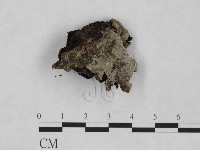 登錄號:F0024960藏品圖，第1張