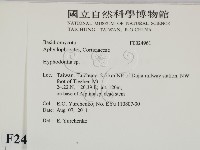 絲齒菌屬藏品圖，第2張
