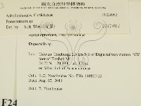 孔韌菌屬藏品圖，第2張