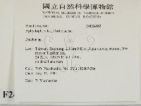射脈菌屬藏品圖，第2張