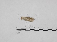 登錄號:F0024967藏品圖，第1張