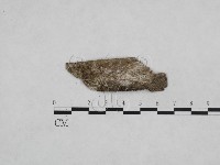 登錄號:F0024968藏品圖，第1張