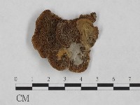登錄號:F0024969藏品圖，第1張