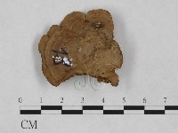 登錄號:F0024969藏品圖，第3張