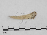 登錄號:F0024971藏品圖，第1張