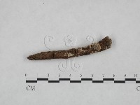 擬筍殼菌屬藏品圖，第3張