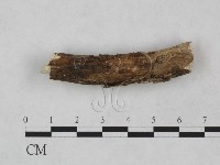 絲皮菌屬藏品圖，第4張
