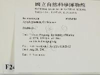 射脈菌屬藏品圖，第2張