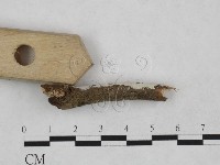 射脈菌屬藏品圖，第3張
