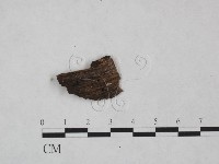 登錄號:F0024981藏品圖，第1張