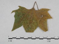 登錄號:F0024990藏品圖，第3張