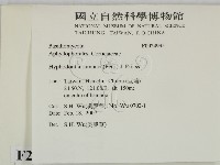 冇骨消絲齒菌藏品圖，第2張