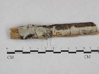 冇骨消絲齒菌藏品圖，第1張