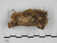銳孔菌屬藏品圖，第3張