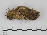 銳孔菌屬藏品圖，第4張