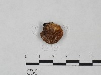 登錄號:F0024999藏品圖，第1張