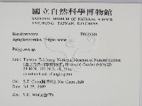 多孔菌屬藏品圖，第2張