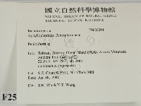 筍殼菌屬藏品圖，第2張