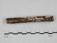 筍殼菌屬藏品圖，第4張