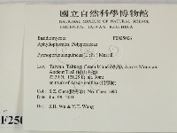 血紅密孔菌藏品圖，第2張