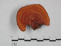 血紅密孔菌藏品圖，第1張