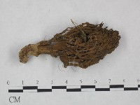 登錄號:F0025007藏品圖，第1張